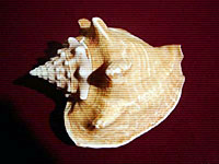 Muschel: Strombus costatus