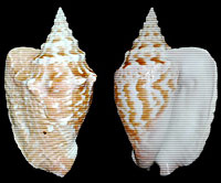 Muschel: Strombus costatus