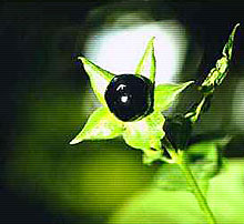 Frucht der Tollkirsche