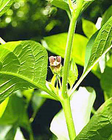 Blüte der Tollkirsche