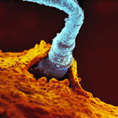 Eine Spermafaden verschmelzt mit einer Eizelle